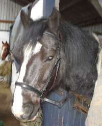 April's cob in leather bitless bridle