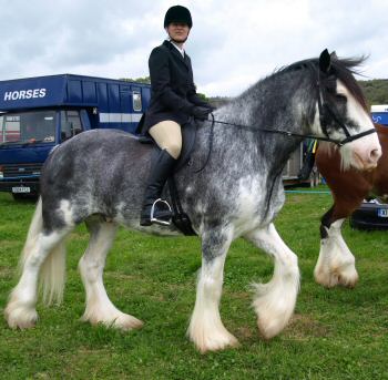 beautiful bitless Clydesdale