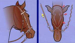 diagram showing function of bitless bridle