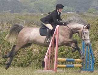 Isha jumping in the bitless bridle