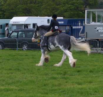 mighty blue clydesdale