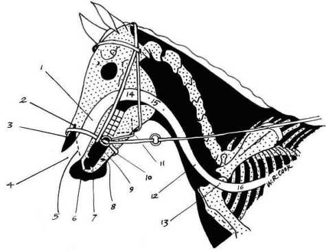 fitting diagram showing correct position for noseband of Bitless Bridle