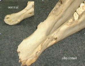 Horse skull showing bone spur