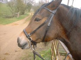 Calico wearing leather bitless bridle