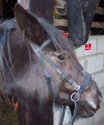 Rio modelling Dr Cook Bitless Bridle