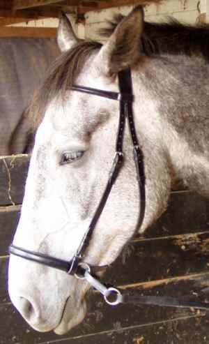 Harry in his leather Bitless Bridle